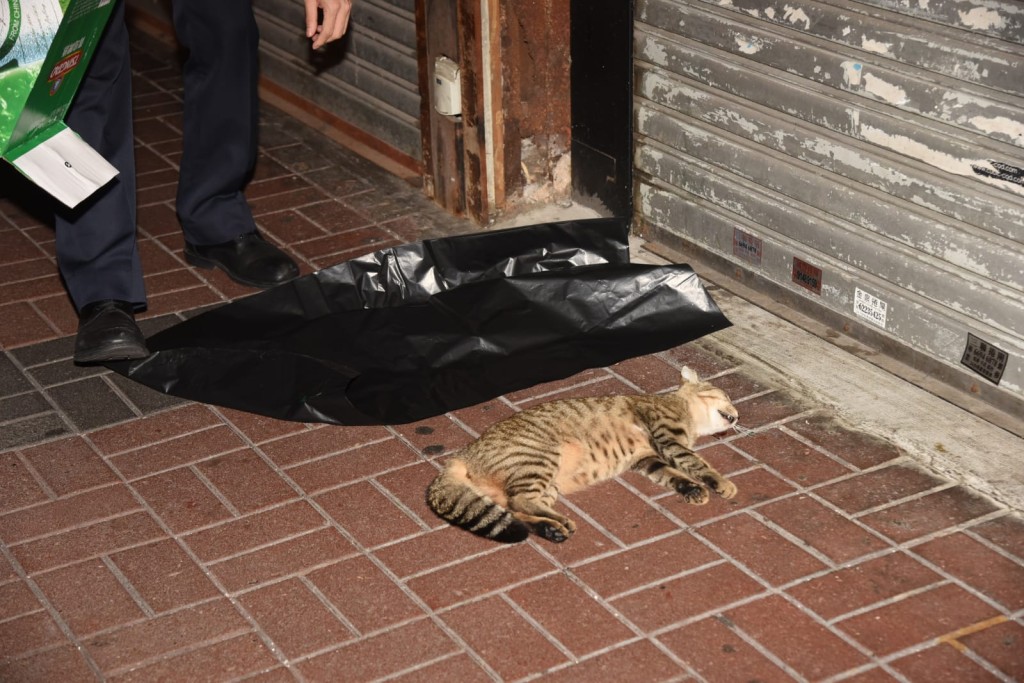愛護動物協會人員到場證實貓女已經死亡。