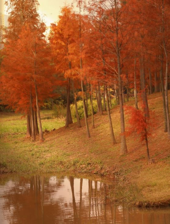 聚龙山湿地公园秋天盛放红叶