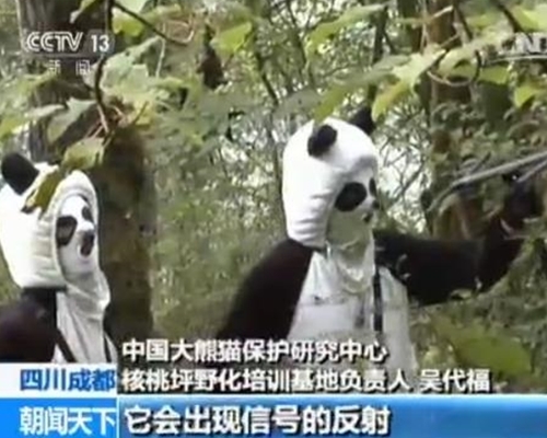 饲育团队正研究新方法，打算扮成狮子老虎「靠吓」，并用刺耳的声音吓走熊猫。网图