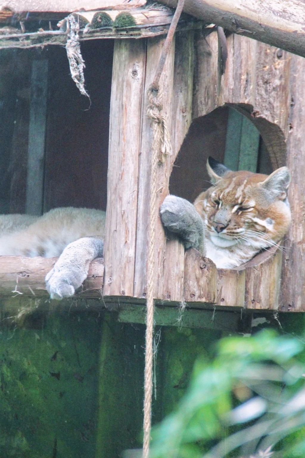 重慶金貓動物園明星動物「阿宅」離世，許多網民在網上悼念。