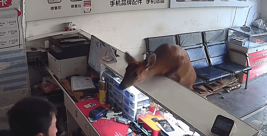 一隻麂闖入手機店，躍過櫃檯飛撲店員。