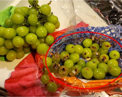 有將軍澳網民在厚德街市買了一盒香印提子，回家查看後才發現底部早已爛透。FB群組將軍澳主場Man Yip圖片
