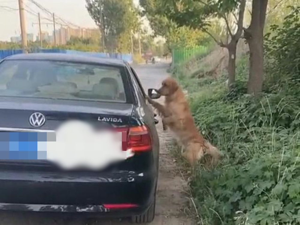 狗狗守護在主人的車邊。網圖