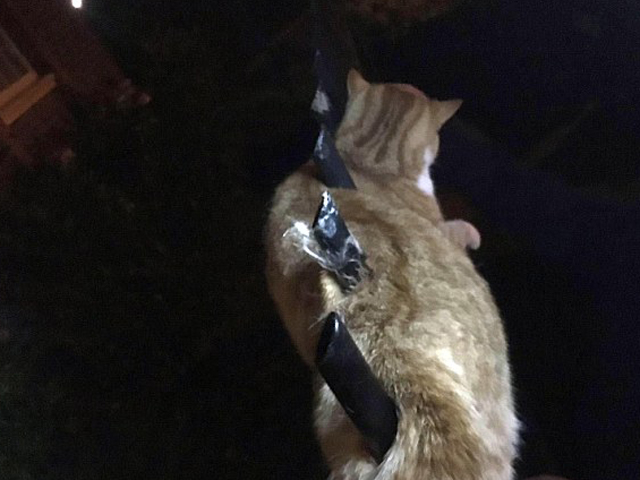 貓貓受傷卡在欄杆上哀鳴。 網圖