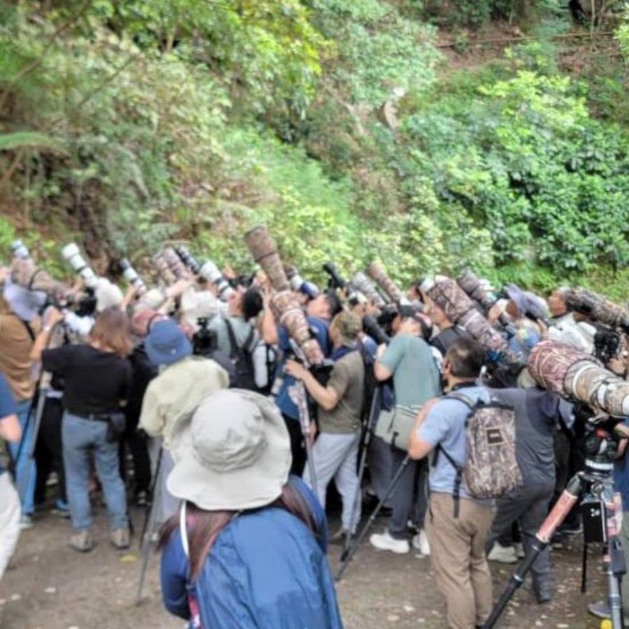 大批觀鳥愛好者帶備長鏡頭湧至嘉道理農場。嘉道理農場fb 大批觀鳥愛好者帶備長鏡頭湧至嘉道理農場。嘉道理農場fb