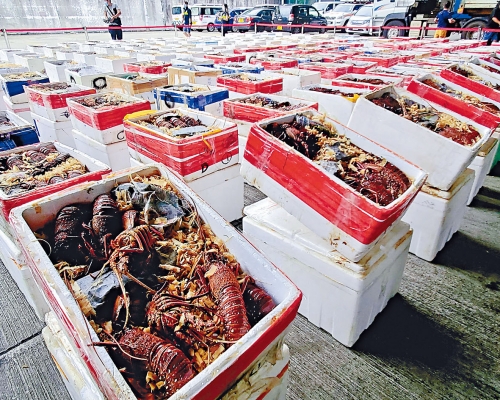 海關早前破獲走私龍蝦案。