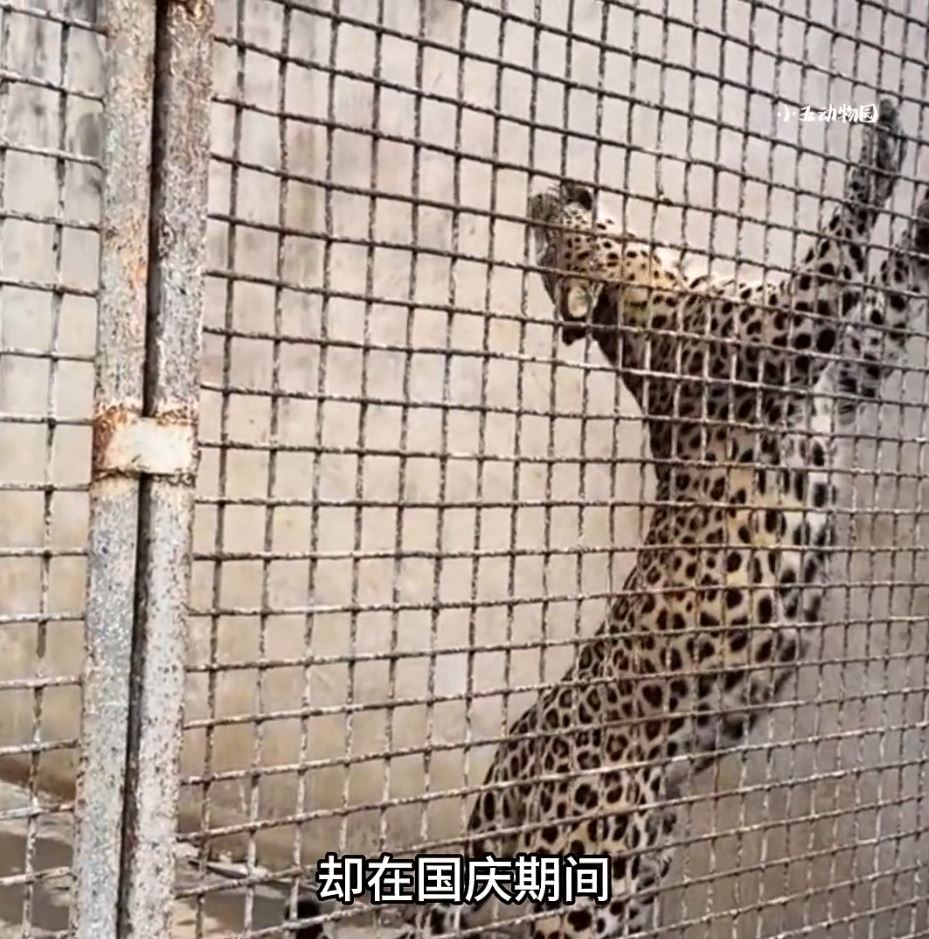 「最寒酸動物園」之前雖無遊客，但在馮元勇悉心照顧下，所有動物仍肥肥白白。抖音@小五動物園