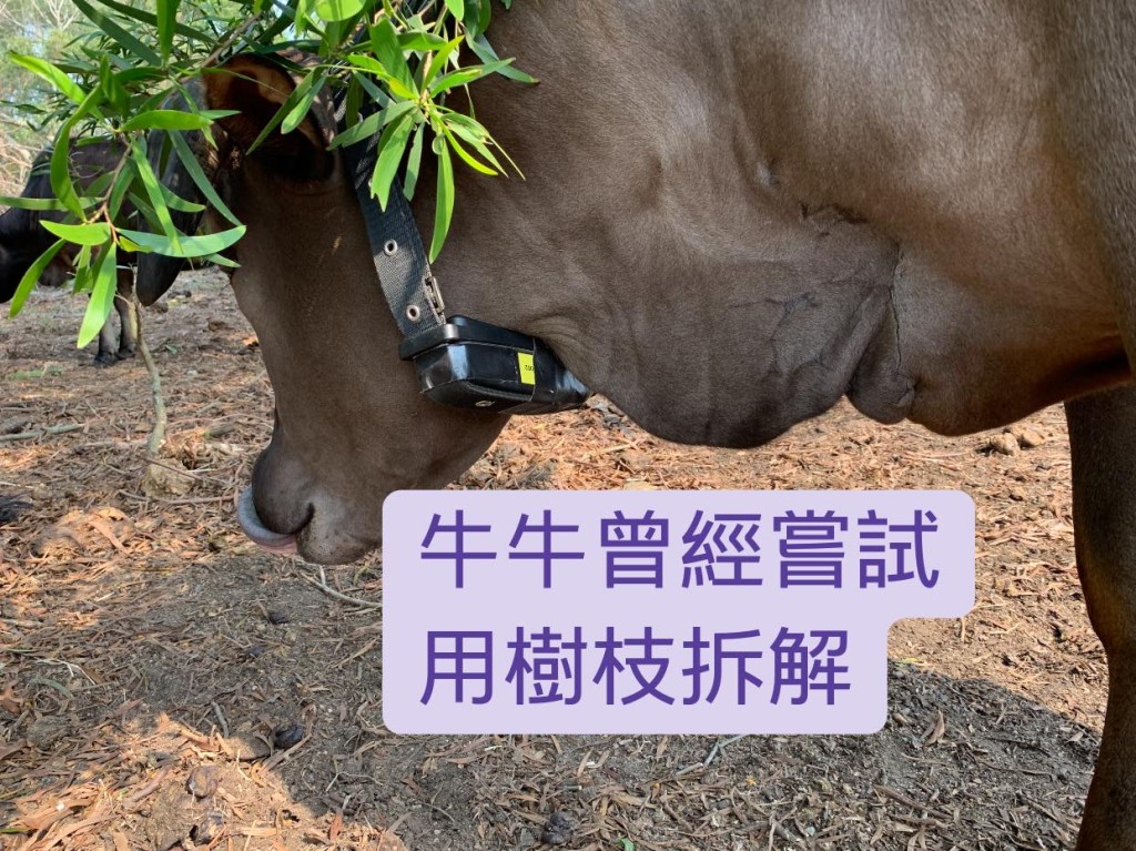 圖片轉載自:facebook西貢十四鄉村牛關注組。