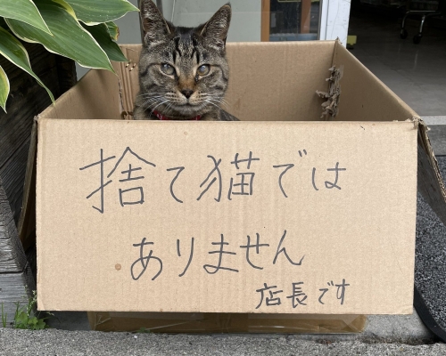 「島子」喜歡躺進門外的紙盒中休息,無辜可憐的模樣讓不少途人誤以為牠被人遺棄。網圖