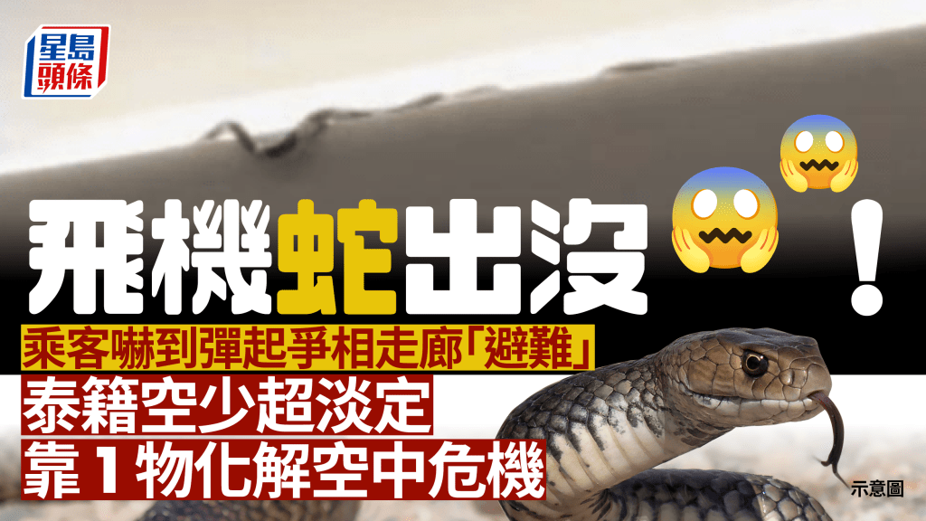 航班上驚見蛇出沒嚇呆乘客 這國空少淡定活捉爬行動物