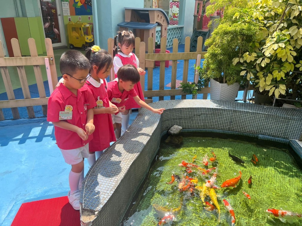 幼兒在照顧錦鯉魚中獲得滿滿的心得和感受，亦會在餵食後靜靜地觀察，表現出對生命的尊重和關心。