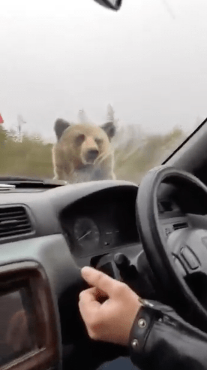 野熊在车的侧身摇了车子几下，便败兴离开。