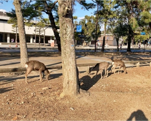 日媒報道指奈良鹿面臨糧食短缺的問題。「日刊SPA!」圖片