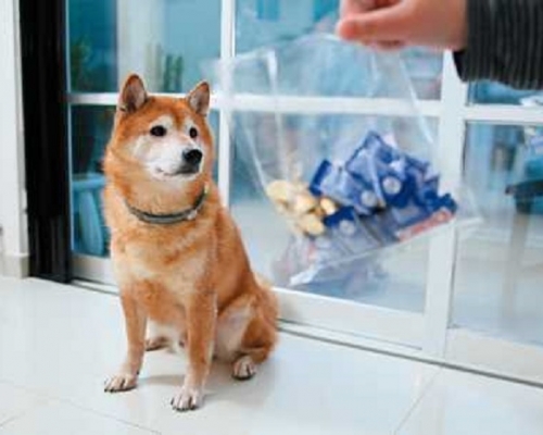 柴犬。資料圖片