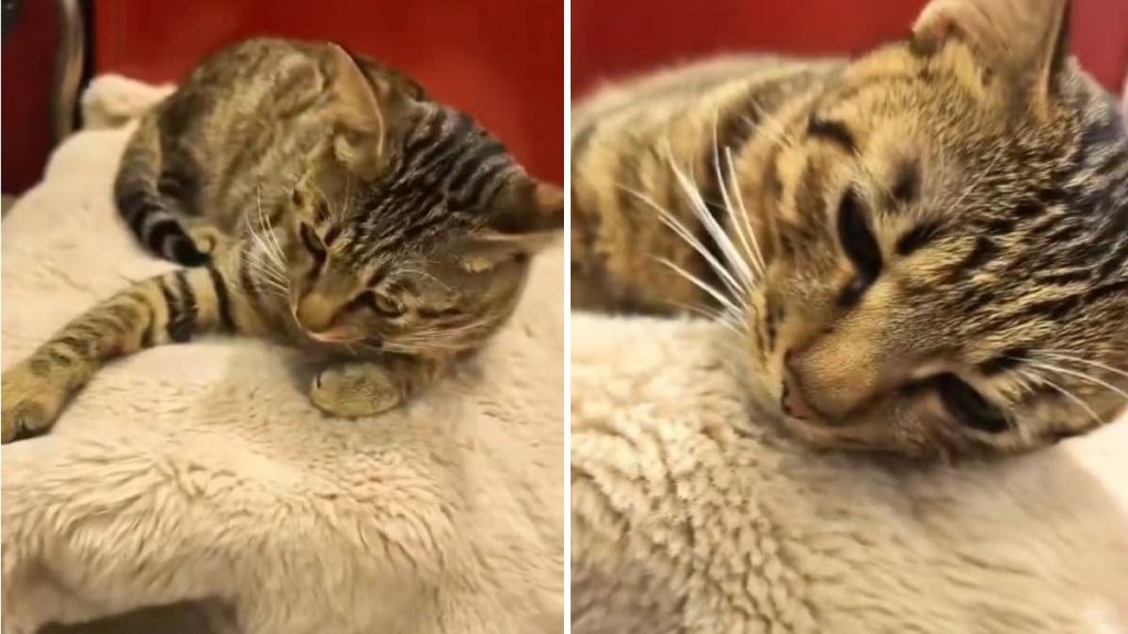 有網民飼養的貓咪外出玩耍被當作流浪貓，遭捉去絕育。微博