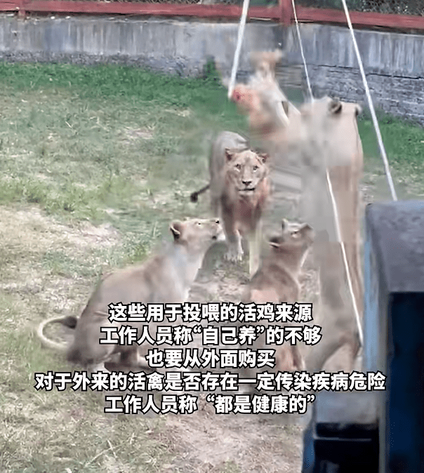 福建动物园活鸡喂猛兽被指血腥，网民斥如同“娱乐玩具”。《澎湃新闻》