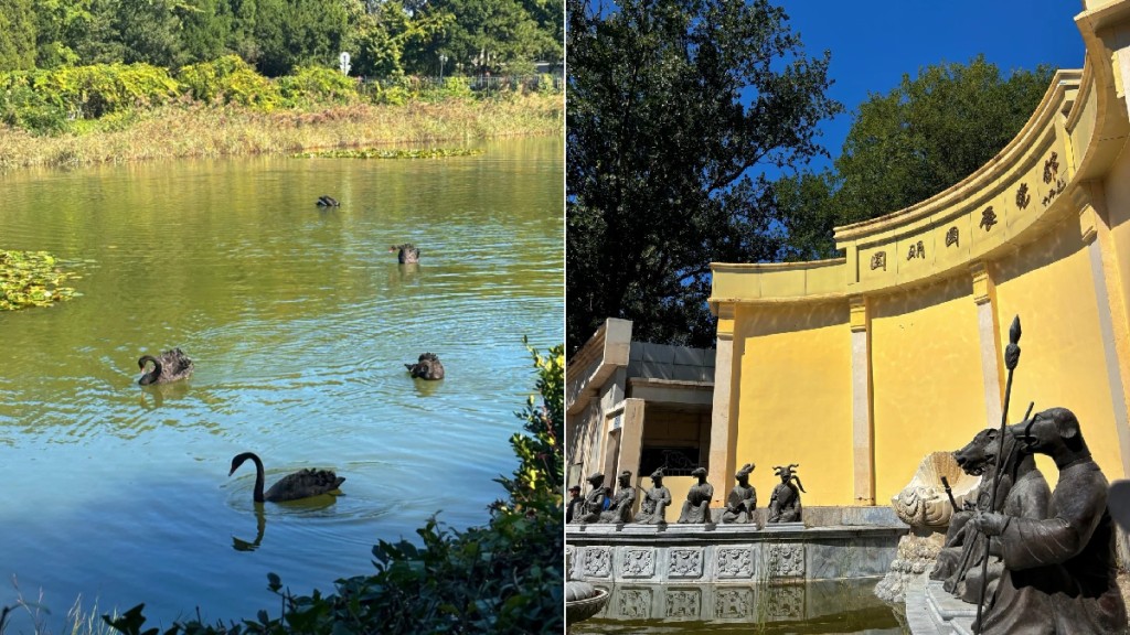 北京圓明園4隻野生黑天鵝疑被流浪狗咬死。小紅書