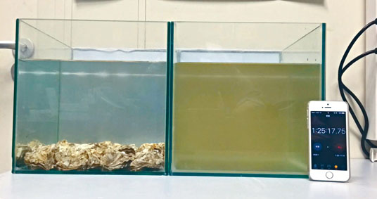 ■蠔會濾食浮游生物，以淨化海水。