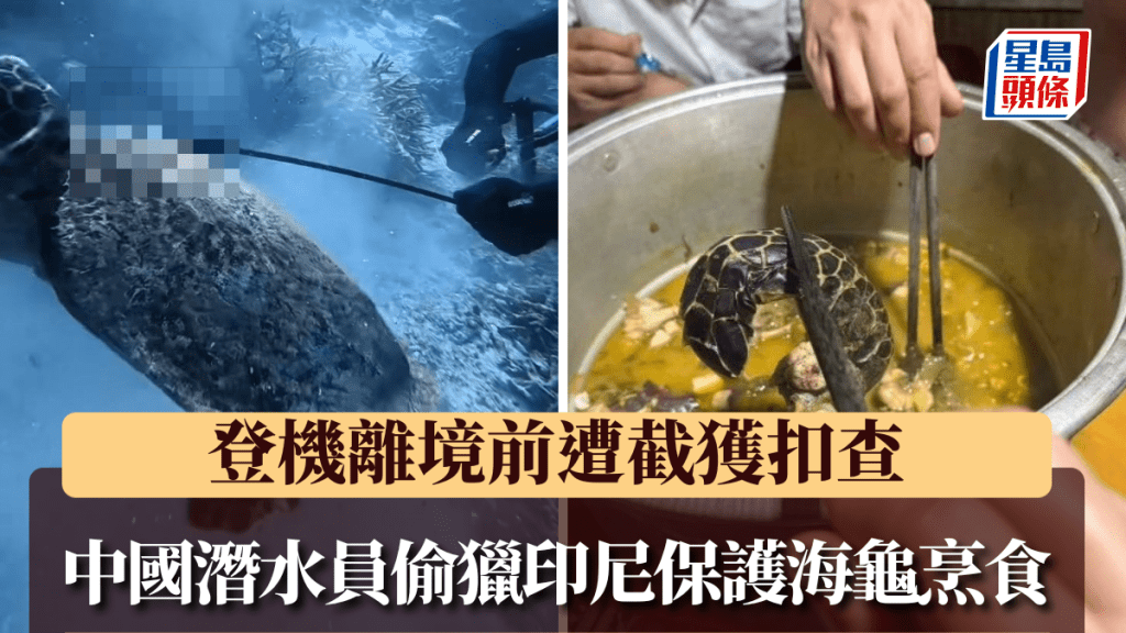 中國潛水教練偷獵印尼保護海龜烹食，登機離境前遭截獲扣查。