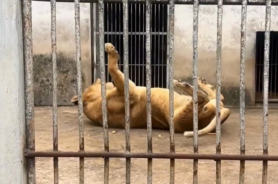 「最寒酸動物園」之前雖無遊客，但在馮元勇悉心照顧下，所有動物仍肥肥白白。抖音@小五動物園