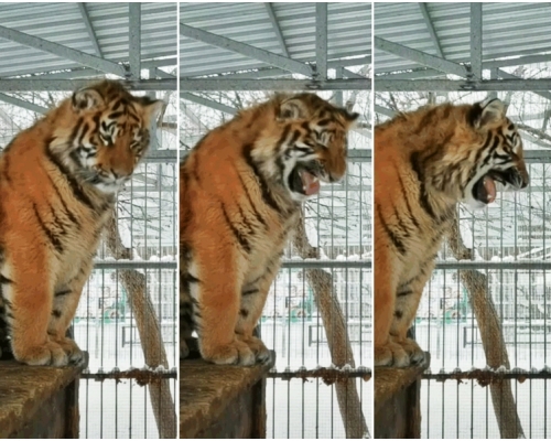 俄羅斯某動物園一隻9個月大的老虎，在大籠內發出高音的「啊」聲。影片截圖