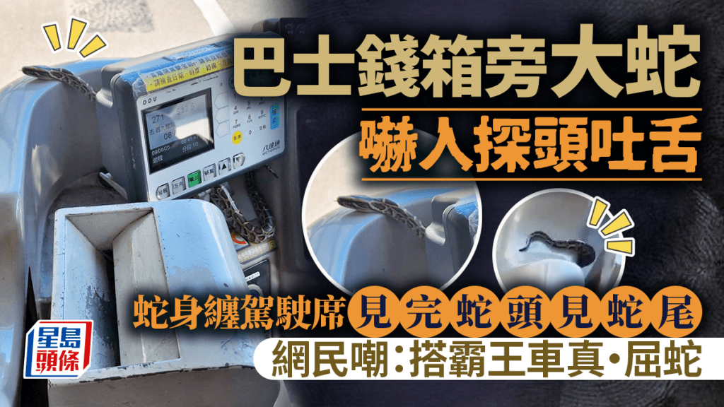 巴士錢箱旁大蛇探頭吐舌 蛇身纏駕駛席見完蛇頭見蛇尾 網民嘲：搭霸王車真•屈蛇