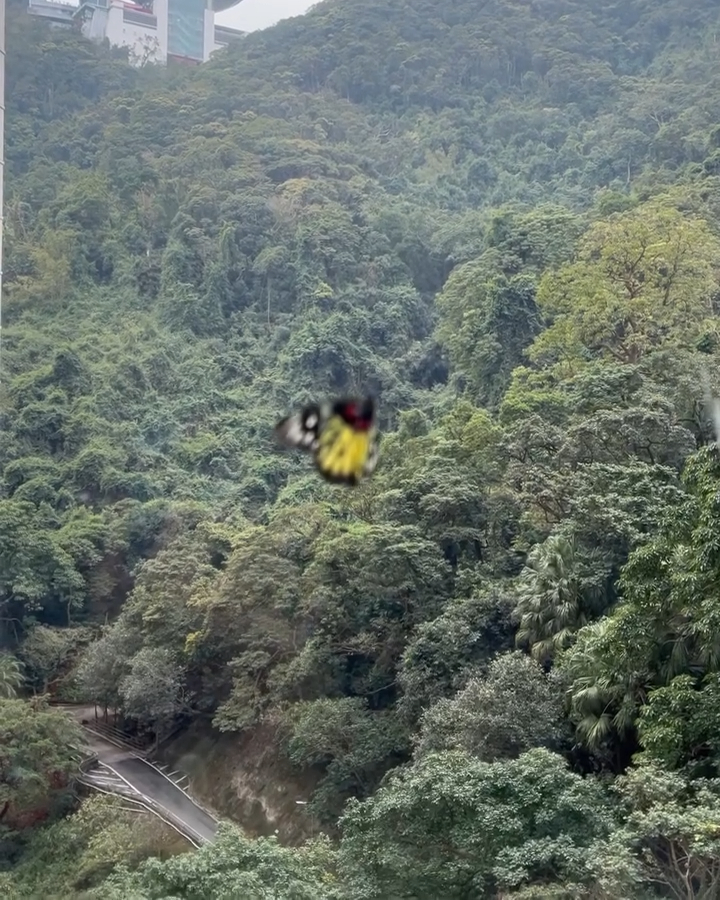 姜坤在年初一时曾贴出窗外蝴蝶飞过的照片，不远处就是太平山山顶广场。