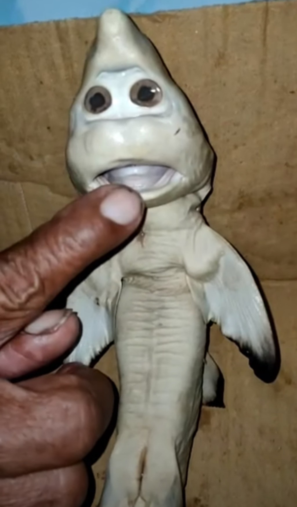 鲨鱼BB长了一张很像人类的脸。（网图）