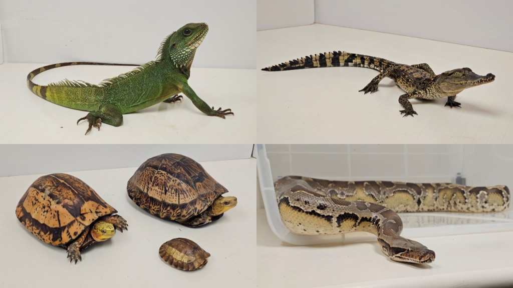 漁護署突擊搜查葵涌工廈 揭男子疑無牌管有14隻瀕危蜥鱷龜蟒