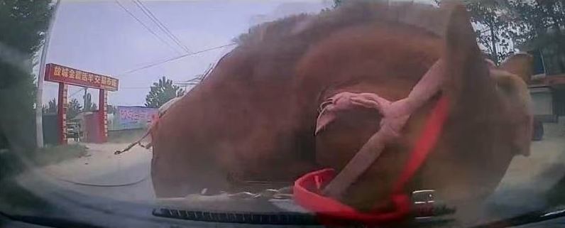 馬接上私家車的車頭。 馬接上私家車的車頭。