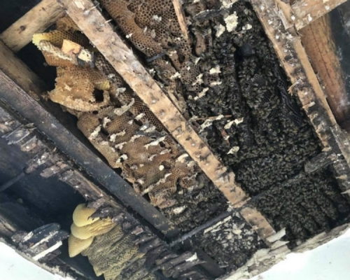 6万只蜜蜂被送往兰开夏郡。Tree Bee Society片段截图