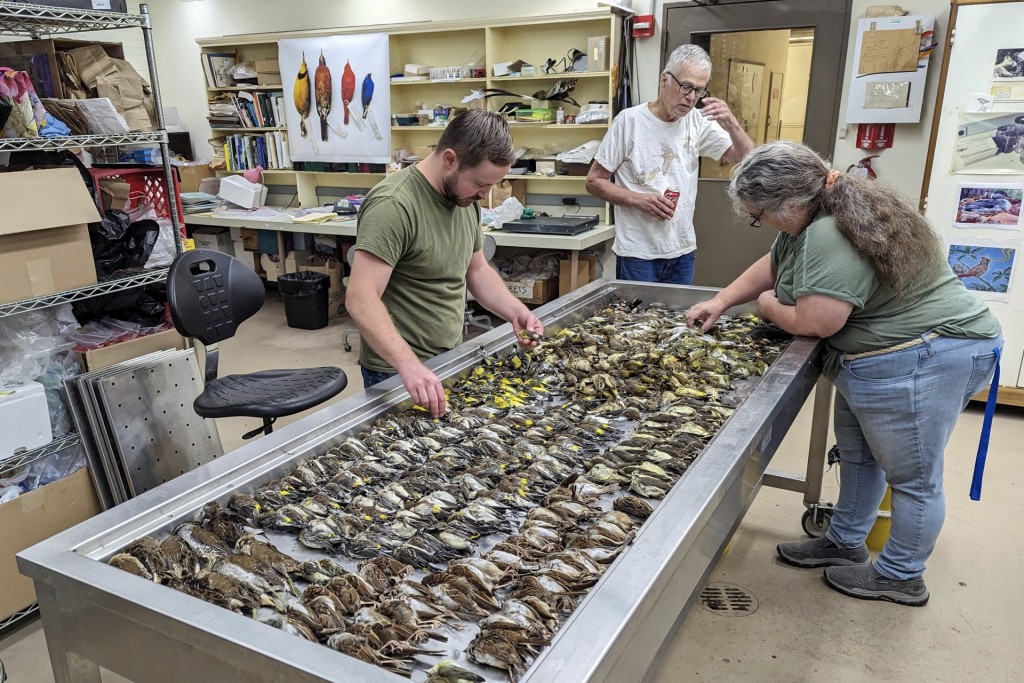 芝加哥菲尔德博物馆在10月4日晚到5日收集到近千只死鸟。 美联社