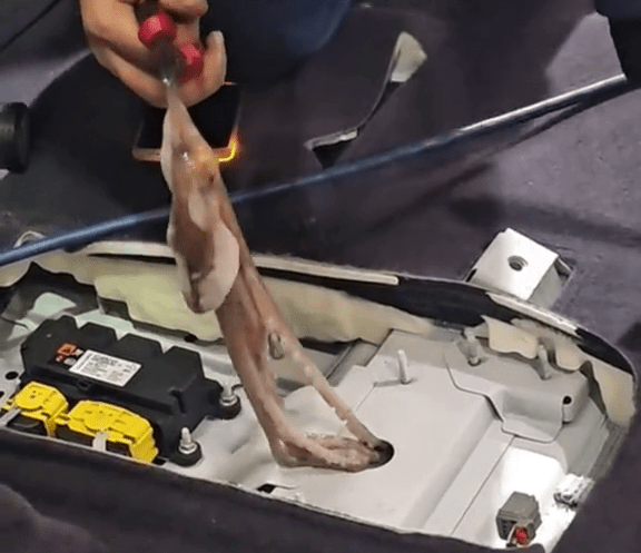 八爪鱼被㓥逃脱钻车内失踪3天变腐尸，师傅拉出被腥臭熏得差点呕。