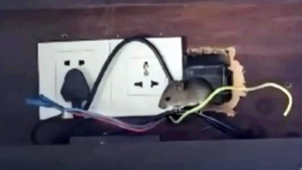 海南五星酒店一晚索價近萬，房內竟現「三鼠同堂」啃電線。