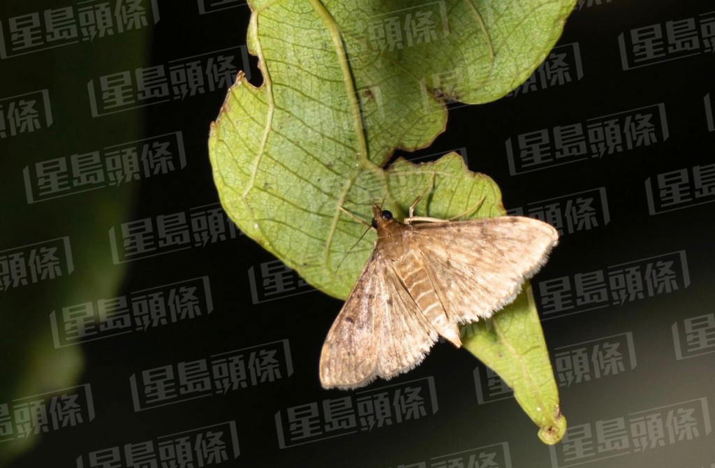 哥球會調查下,發現場內有多達729種飛蛾。資料圖片 哥球會調查下,發現場內有多達729種飛蛾。資料圖片