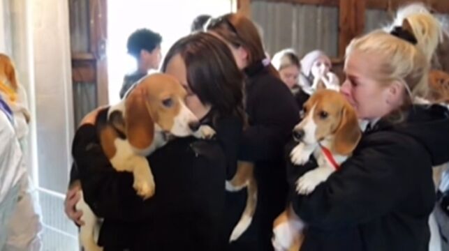 动物保护团体救出1500只受虐比高犬，将由爱心人士领养。FB/Big Dog Ranch Rescue
