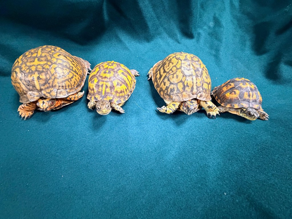 部分檢獲的懷疑受管制屬瀕危物種的活龜。
