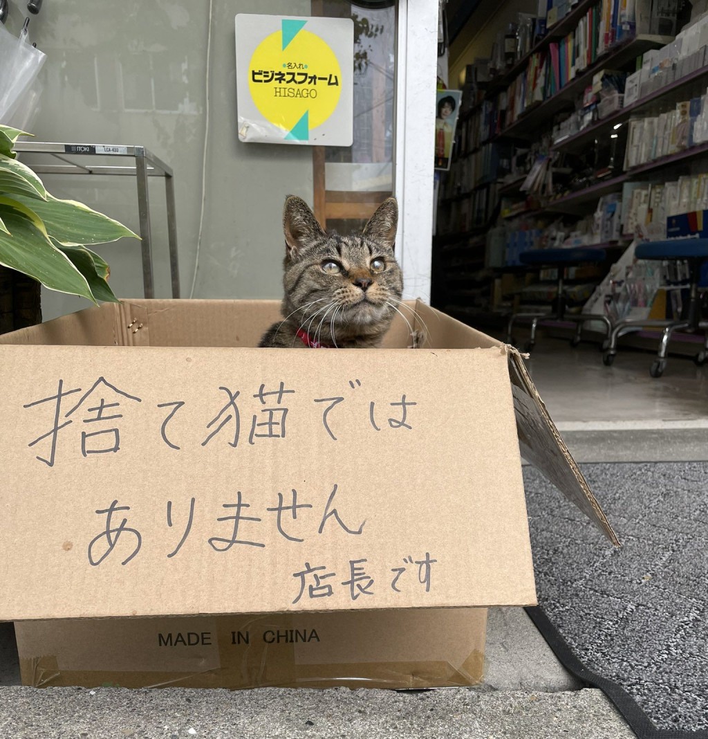 店東見狀,無奈在紙盒外寫上「牠不是被遺棄的貓咪,牠是店長!」。網圖