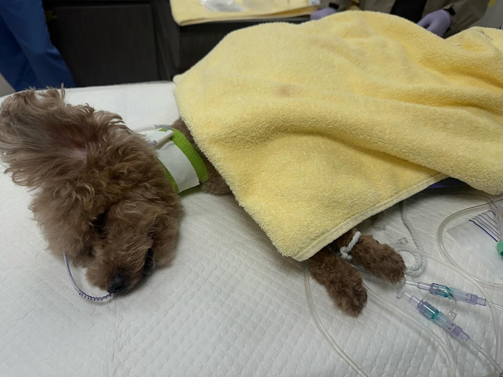 爱犬Whiskey目前仍需留在ICU（加护病房）观察，这三天是关键。