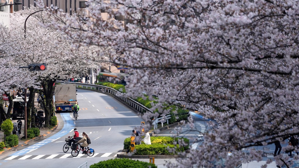 东京市中心樱花盛开。 美联社 东京市中心樱花盛开。 美联社