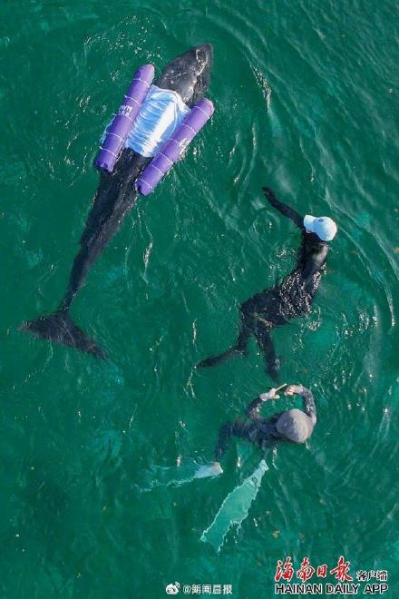 救援人員努力救助攔擱淺的鯨魚。