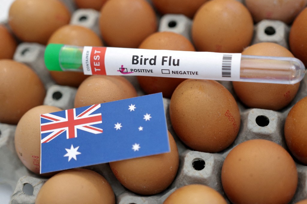 由于维多利亚农场爆禽流感 澳洲有超市限制顾客购买鸡蛋的数量。路透社