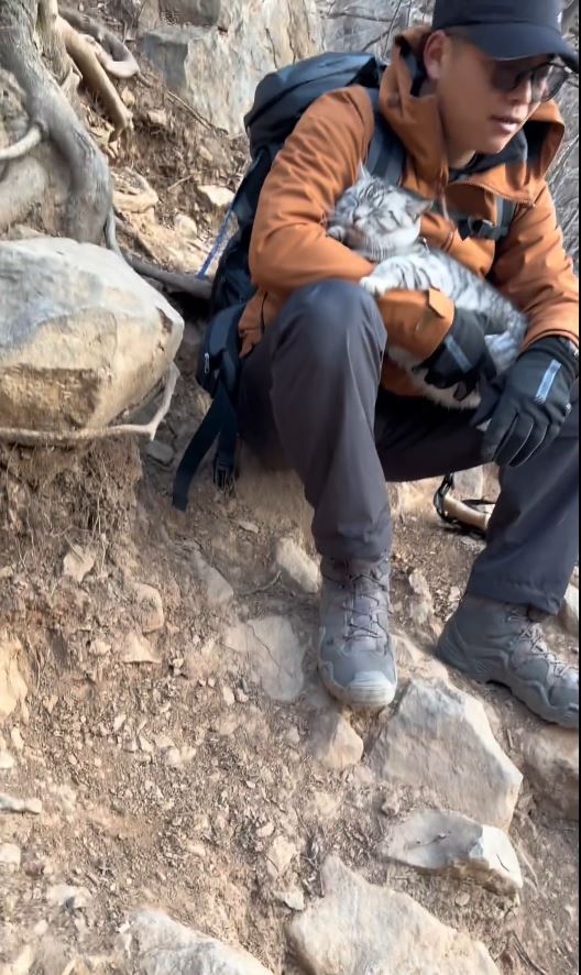 豆豆过去多次被好心游客带落山，试过一天三次自己爬上山回家。抖音