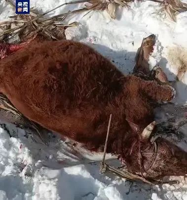 哈爾濱市依蘭縣村民發現牛屍體。 央視