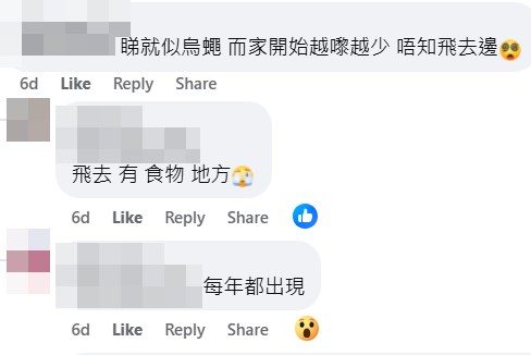 樓主:睇就似烏蠅,而家開始越嚟越少,唔知飛去邊。fb「天水圍街坊鄰里」截圖 樓主:睇就似烏蠅,而家開始越嚟越少,唔知飛去邊。fb「天水圍街坊鄰里」截圖