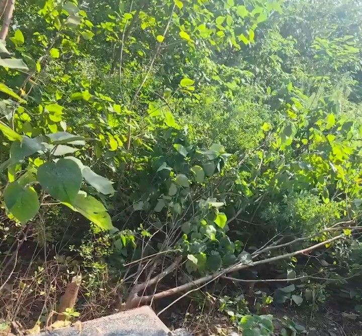 涉事墓地现状。微博