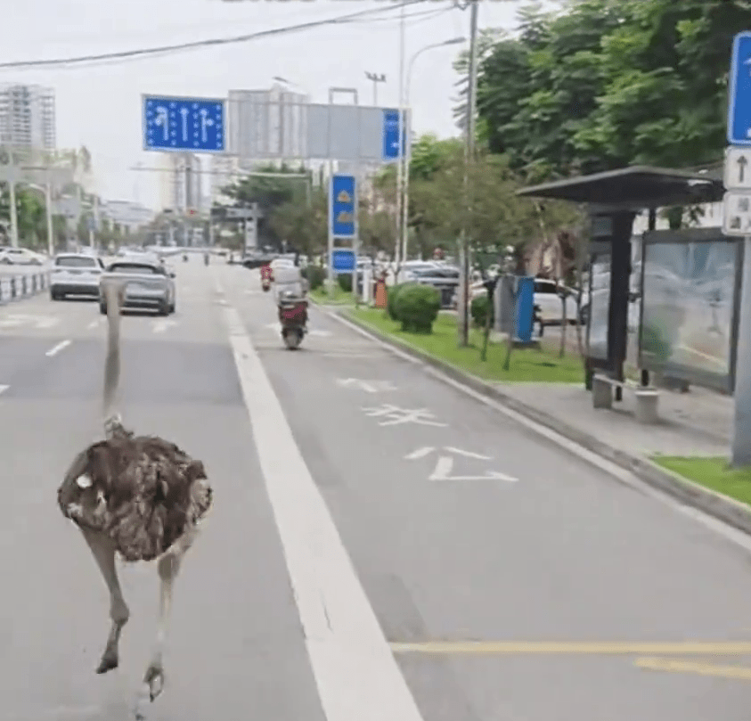 成都「越獄」鴕鳥馬路狂奔。 成都「越獄」鴕鳥馬路狂奔。