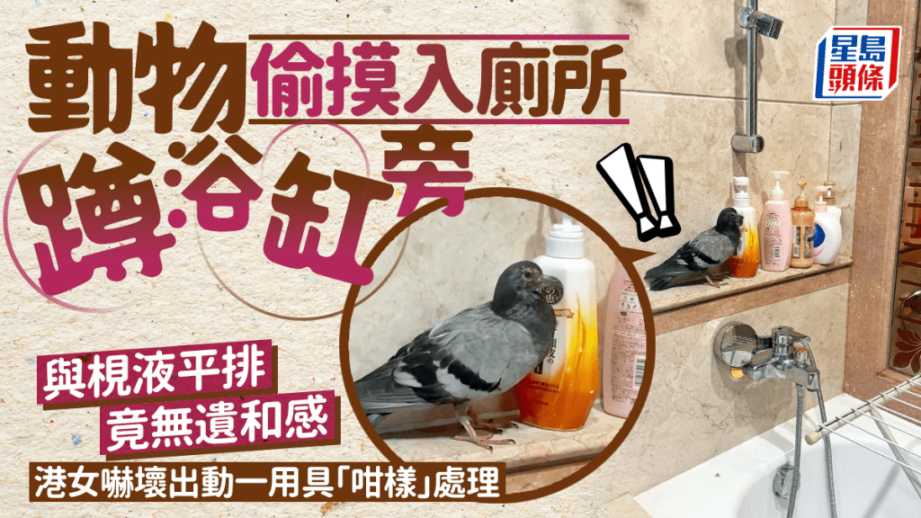 動物偷摸入廁所 「扮」洗頭水竟無遺和感 港女嚇壞出動一用具「咁樣」處理 動物偷摸入廁所 「扮」洗頭水竟無遺和感 港女嚇壞出動一用具「咁樣」處理