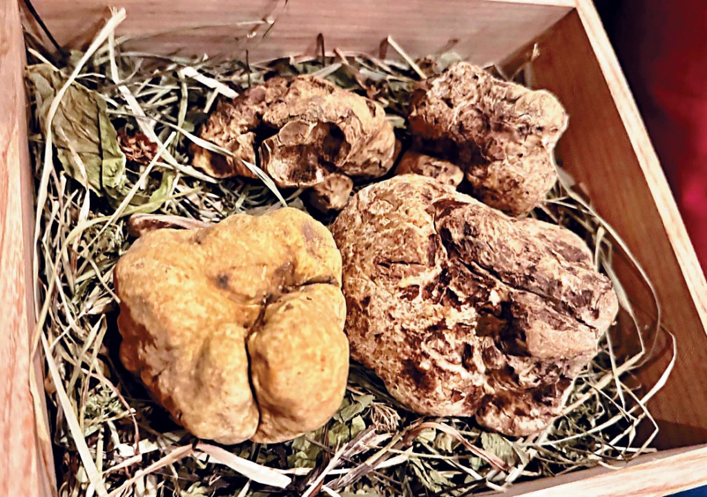 大大塊的白松露 大大塊的白松露