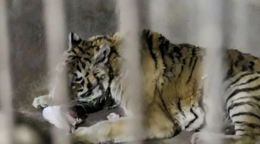 園區形容涉事老虎為「虎奶奶」。光合谷旅遊度假區